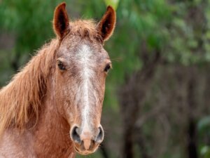 Cavalo brumby: habitat e características