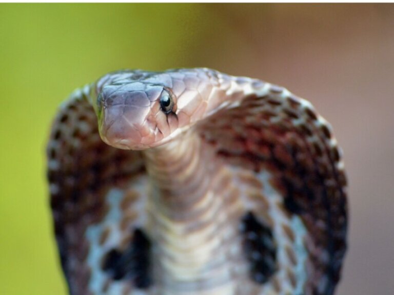 Cobra-capelo: habitat e características