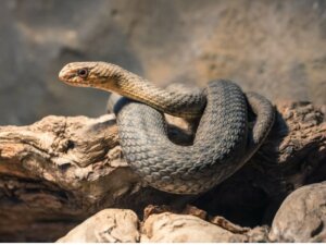 Cobra-rateira: habitat e características