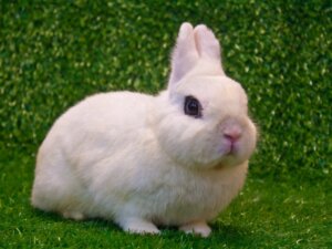 Coelho hotot: características e cuidados