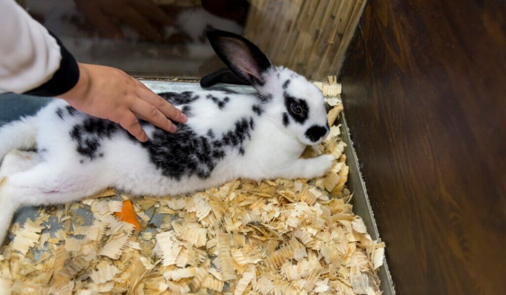 Existem muitos cuidados para os coelhos recém-nascidos e sua mãe.