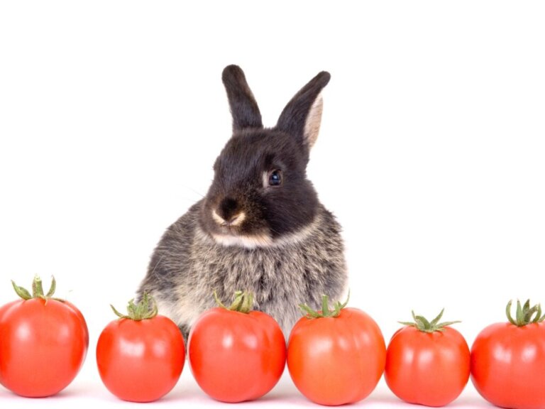 Os coelhos podem comer tomate?