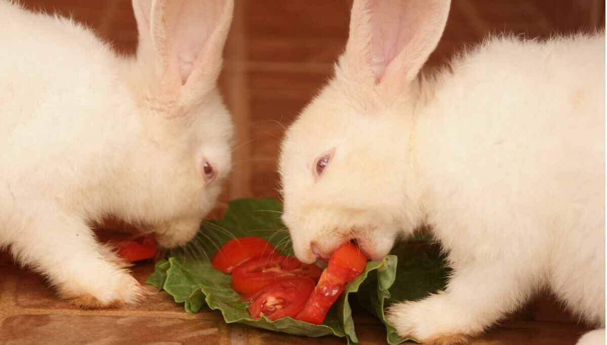 Dois coelhos comem tomate.