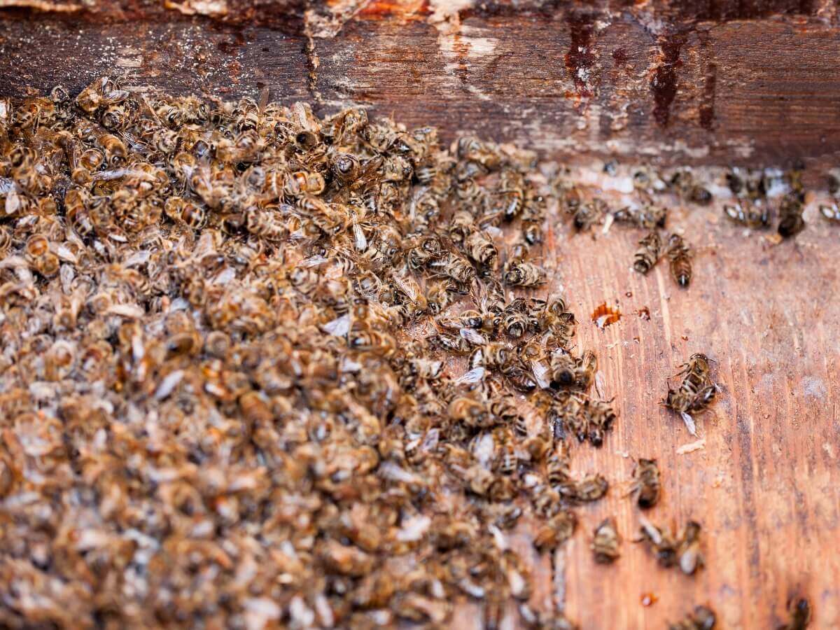 Um grande número de abelhas mortas.