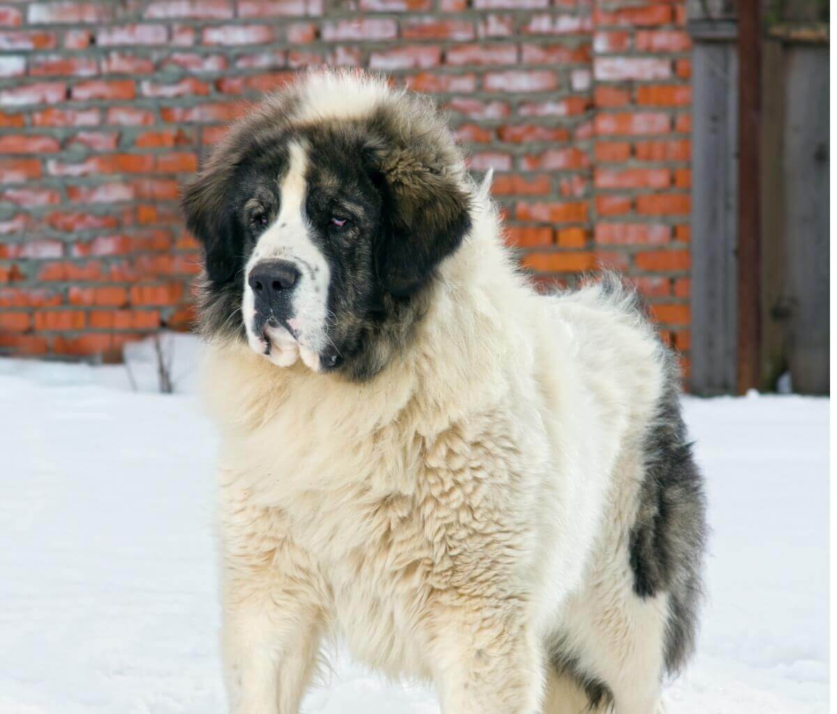 Um mastim dos Pireneus.