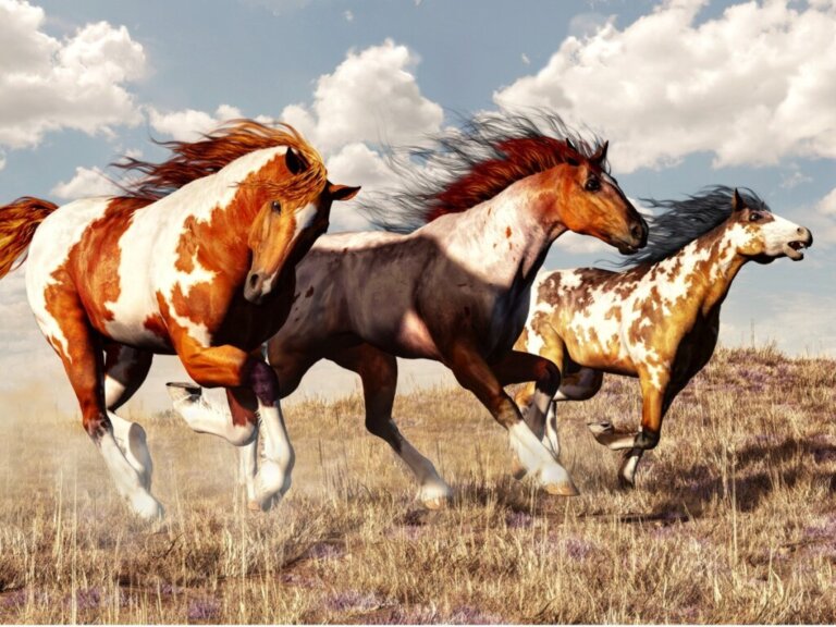 Cavalo Mustang: origem e características