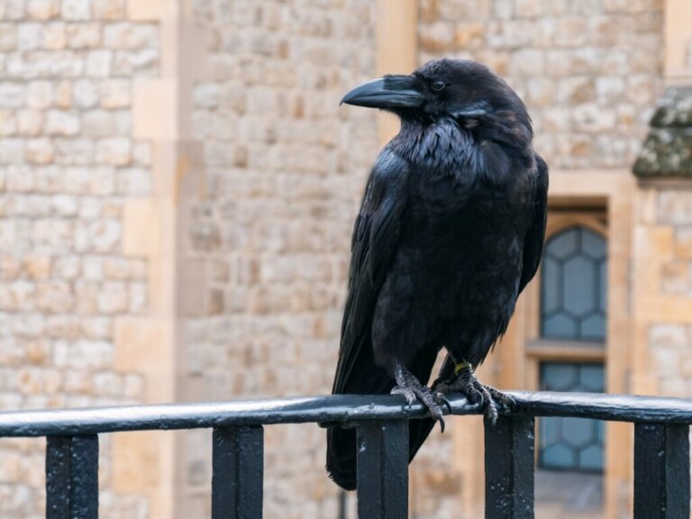 10 curiosidades sobre os corvos