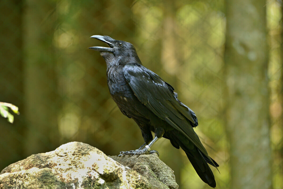Conheça 10 curiosidades sobre os corvos