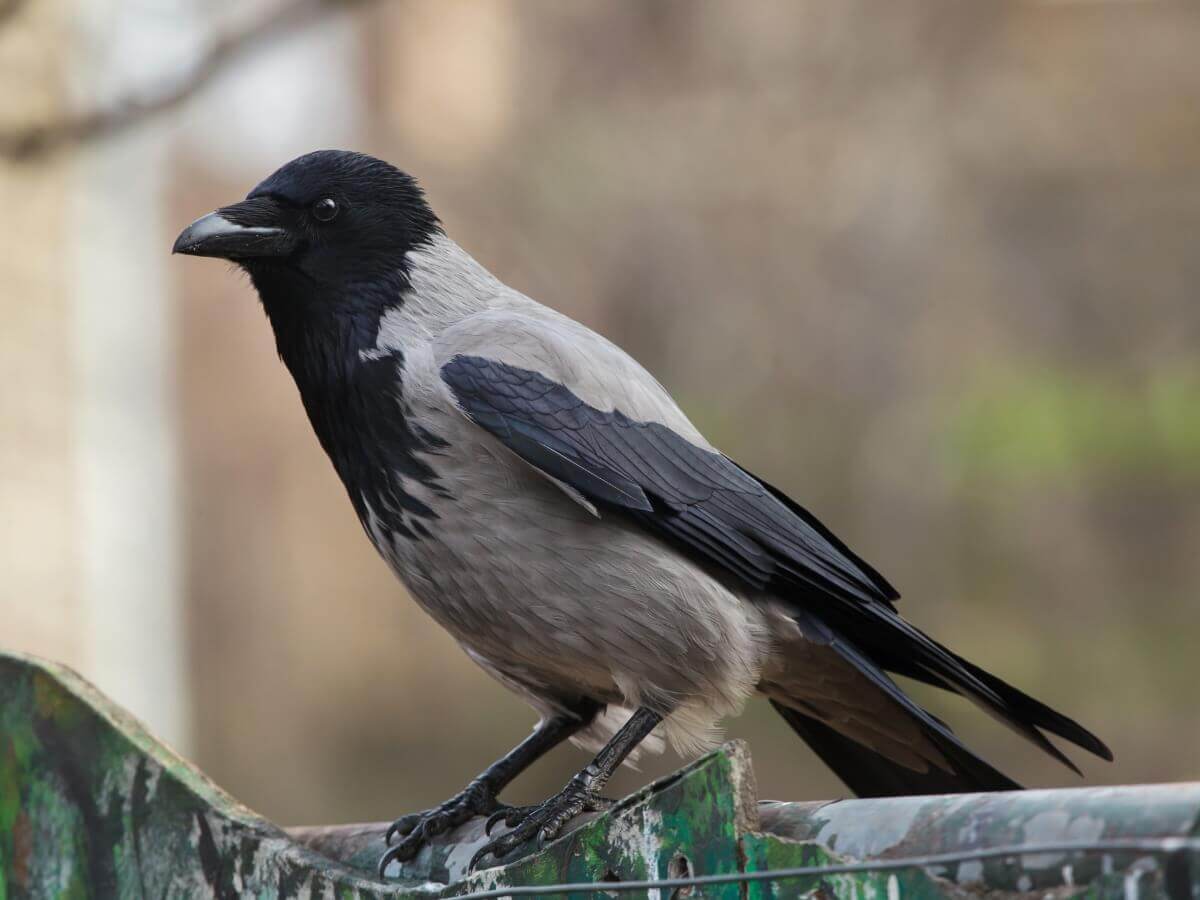 Você quer conhecer 10 curiosidades sobre os corvos?