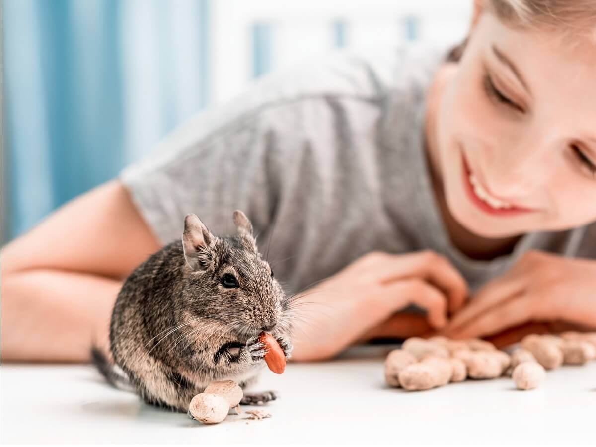 Conheça o comportamento dos degus