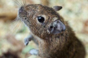 O comportamento dos degus