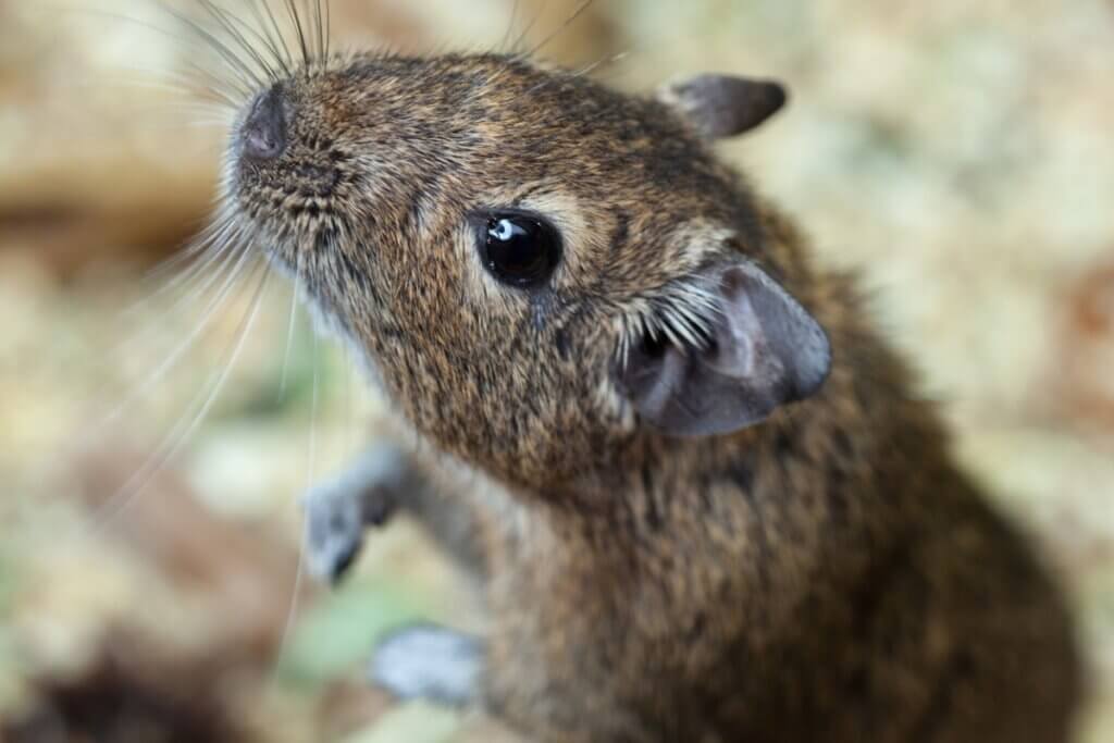 O comportamento dos degus