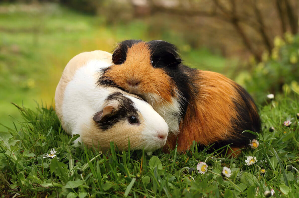 Tamanho: a diferença mais óbvia entre hamster e porquinho-da-índia