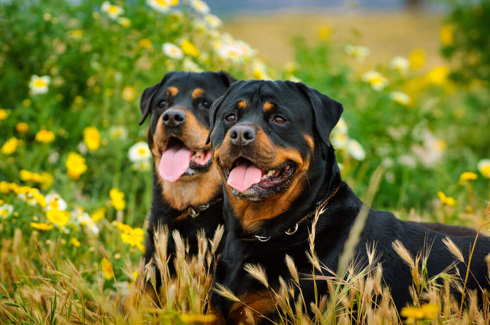 As notáveis diferenças entre o rottweiler americano e alemão