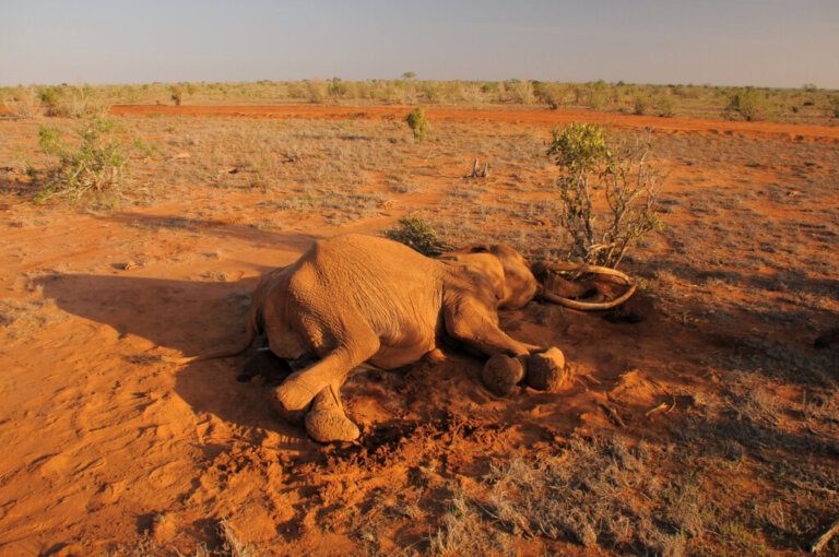 O mistério dos elefantes mortos em Botswana resolvido