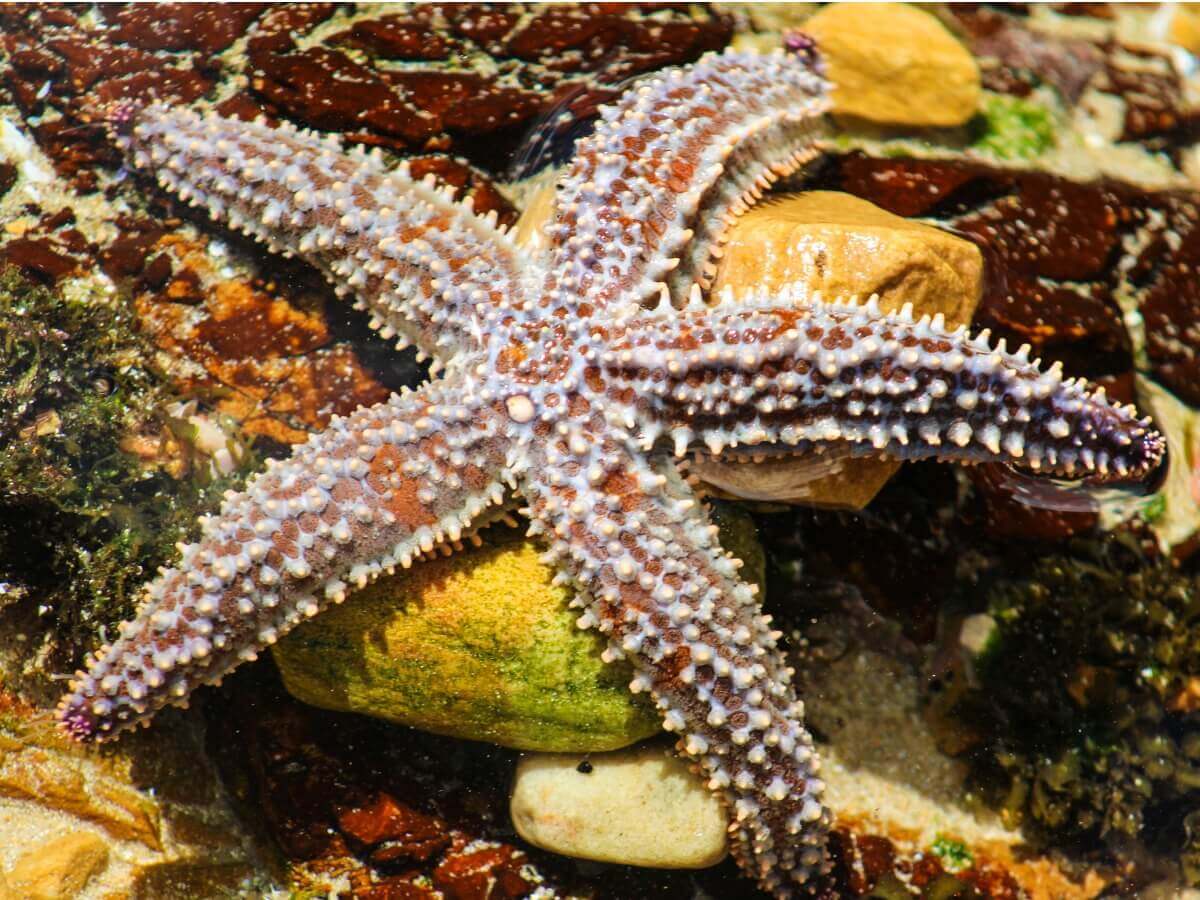 Você sabe o que as estrelas-do-mar comem?