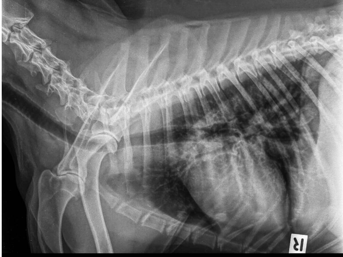 Um exemplo de pneumotórax em cães.