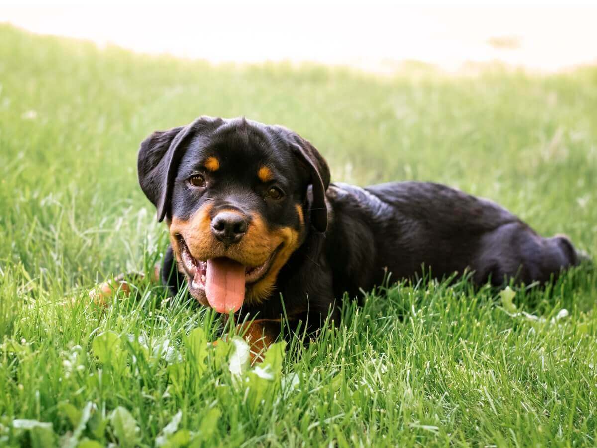 Um filhote de rottweiler na grama.