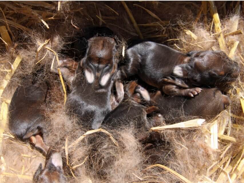 Alguns coelhos bebês exemplificados em uma foto.