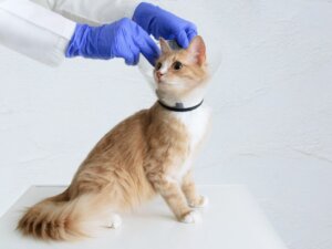 Gatas esterilizadas podem ter relações sexuais?