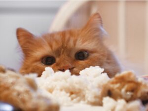 Os gatos podem comer arroz?