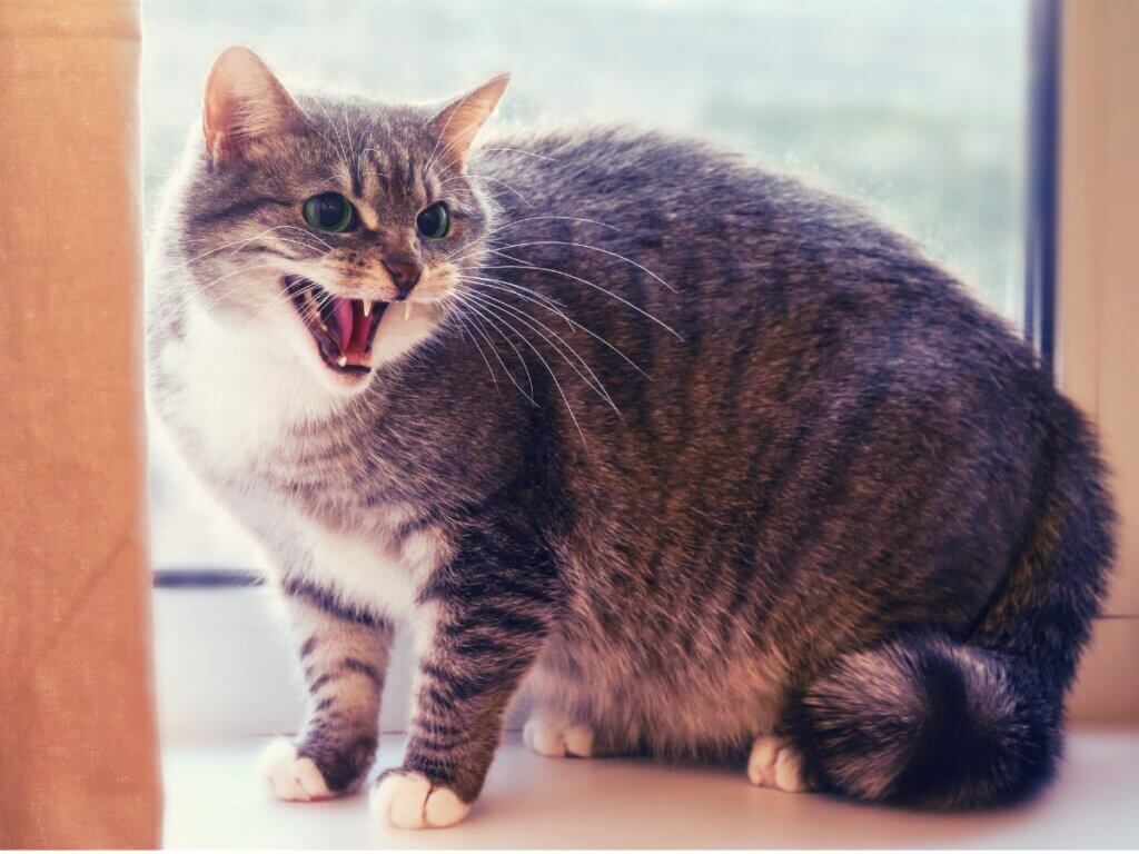 12 sinais que seu gato não ama você