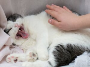 Por que meu gato não se deixa tocar?