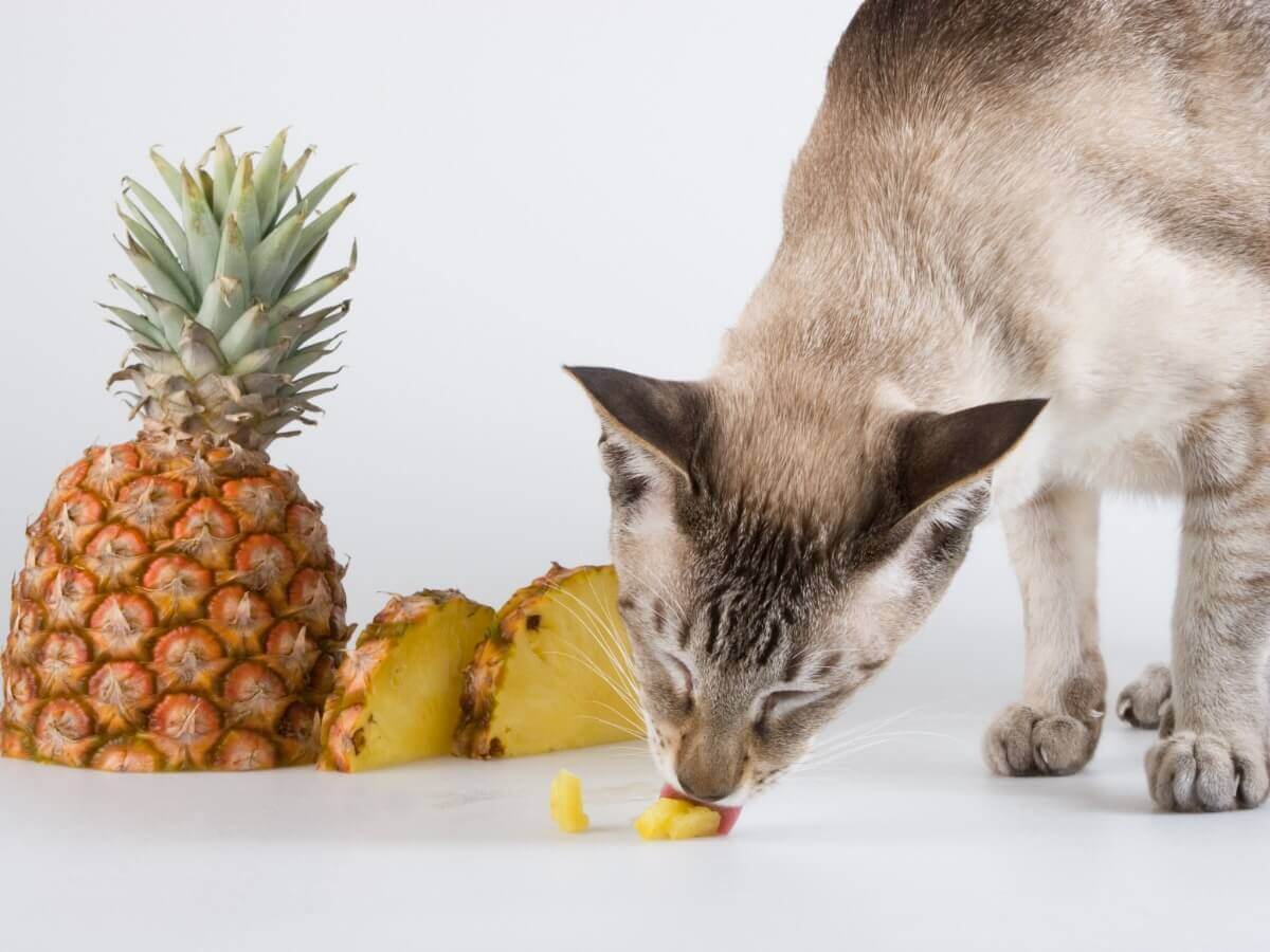 Você sabe se os gatos podem comer abacaxi?