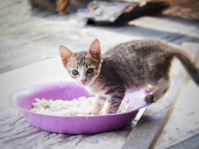 Dieta leve para gatos com diarreia