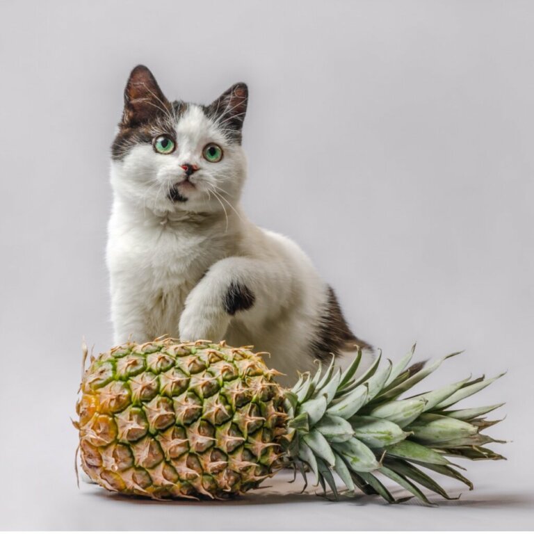 Os gatos podem comer abacaxi?