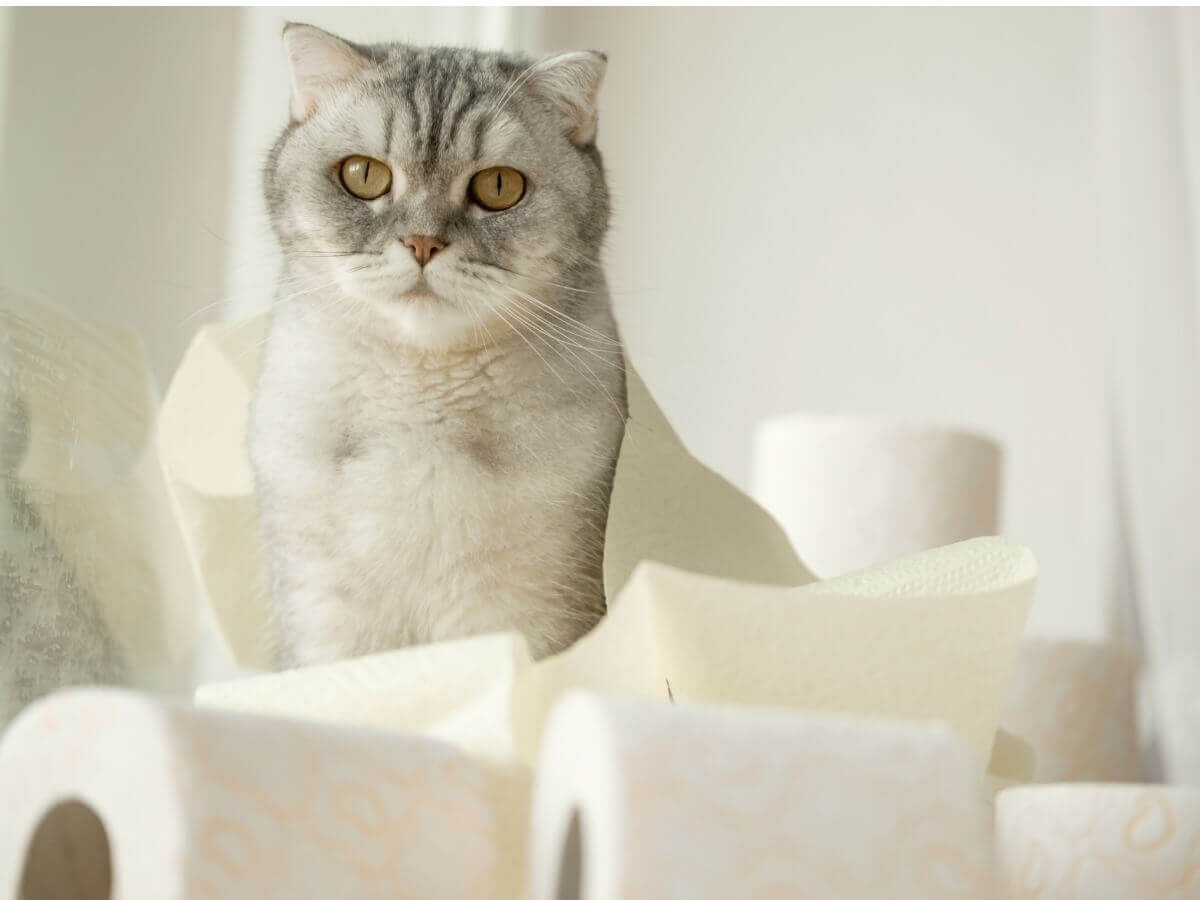 Um gato com diarreia.