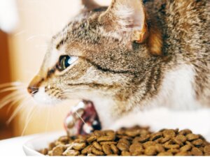 Por que meu gato vomita depois de comer?