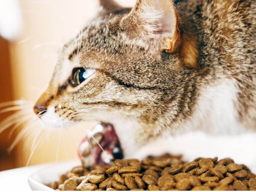 Por que meu gato vomita depois de comer?