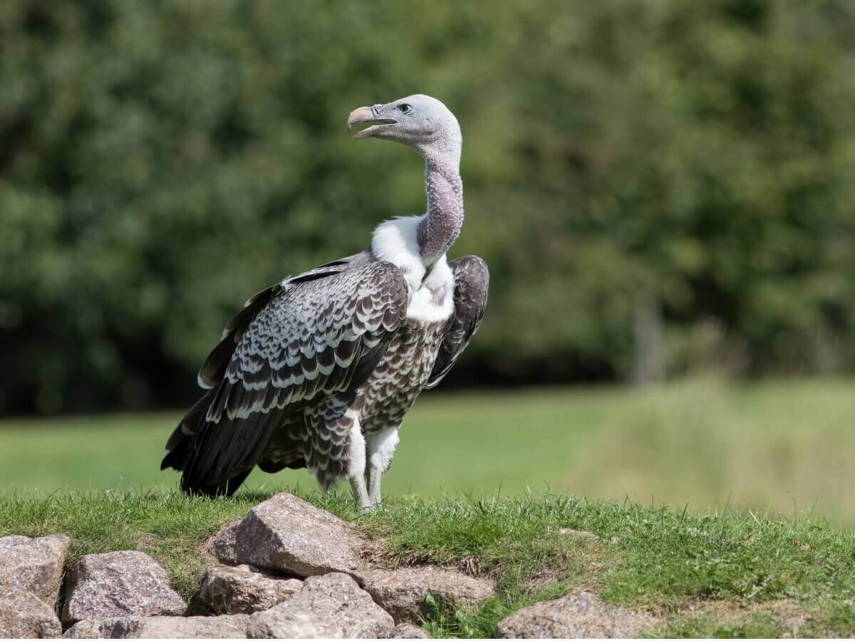 Um grifo-de-rüpell na grama.