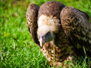 Grifo-de-rüppell: habitat e características