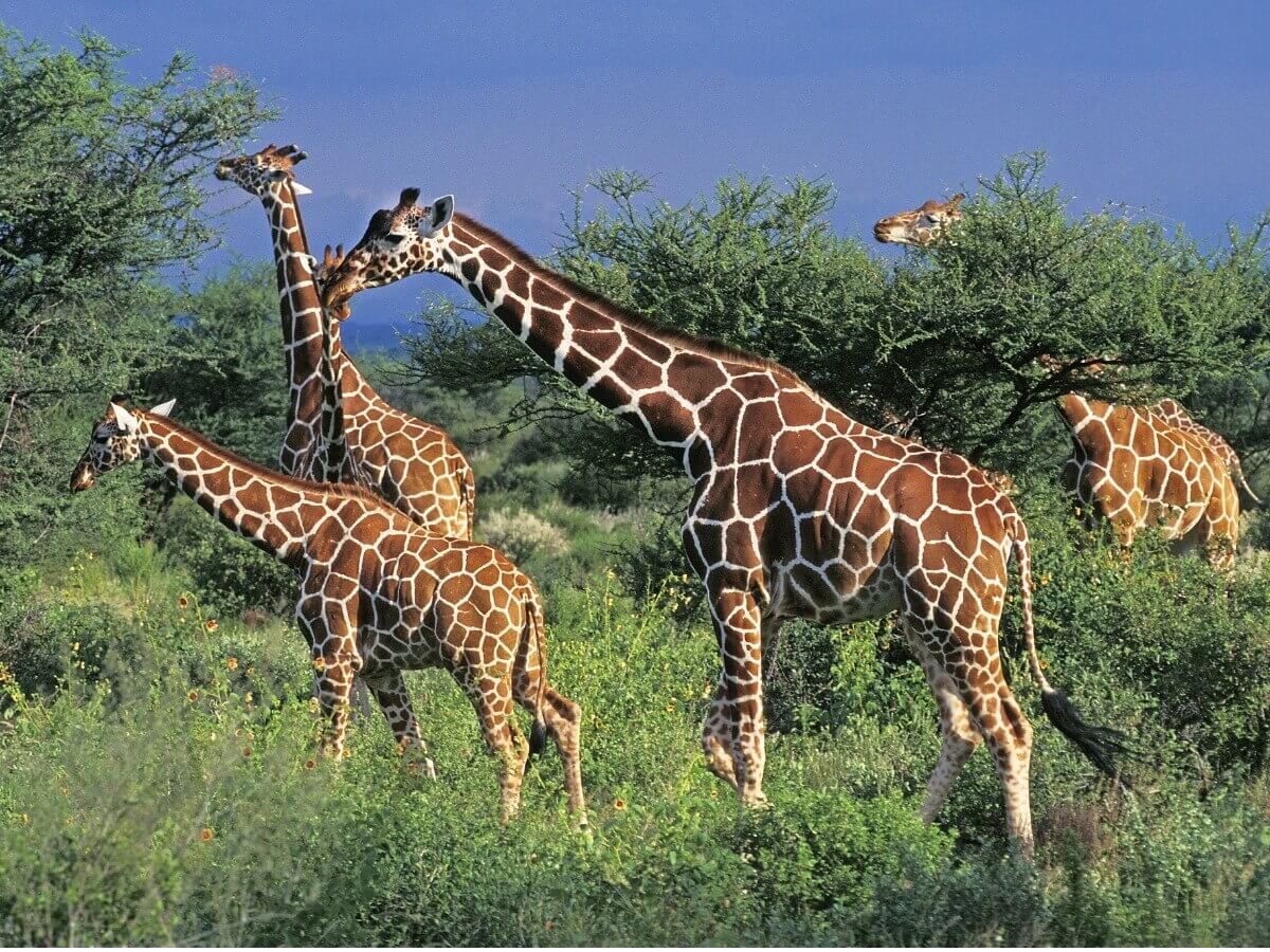 Um grupo de girafa-reticulada.
