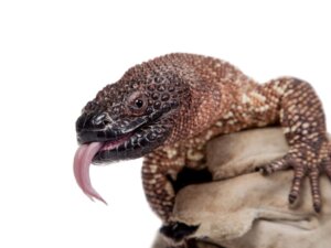 Lagarto-de-contas: habitat e características