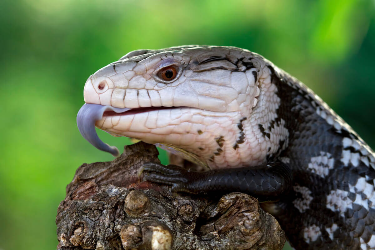 Um lagarto mostrando a língua.