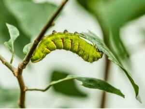As lagartas são consideradas vermes?