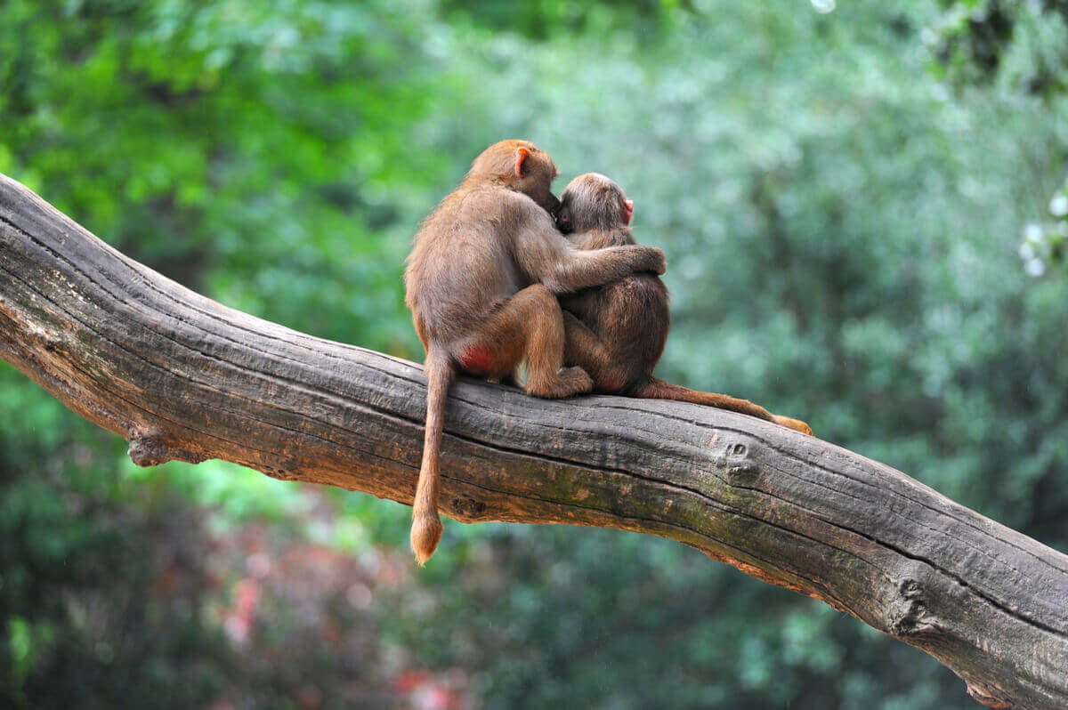 Macacos se abraçando.