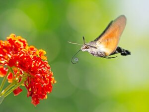 Mariposa-esfinge-colibri: habitat e características