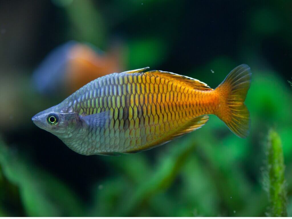 Peixe Melanotaenia boesemani: características e cuidados