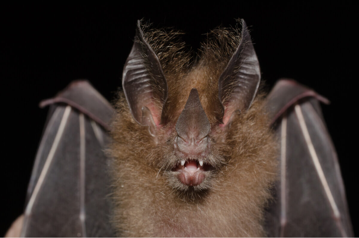 Um dos tipos de morcego.