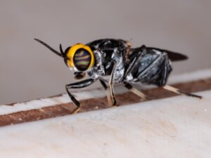 Ciclo de vida das moscas