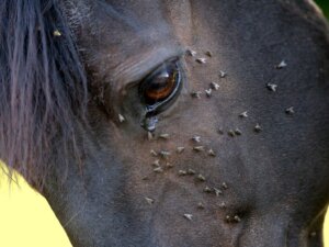 Dermatite estival equina: causas, sintomas e tratamento