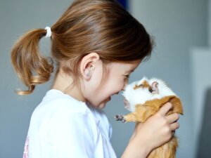 Diferenças entre hamster e porquinho-da-índia