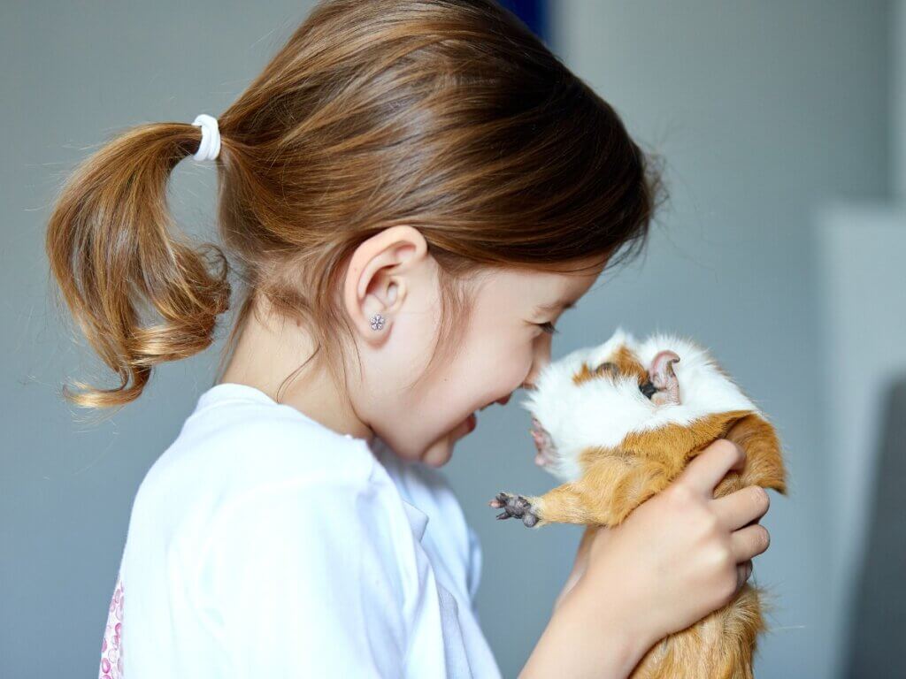 Diferenças entre hamster e porquinho-da-índia