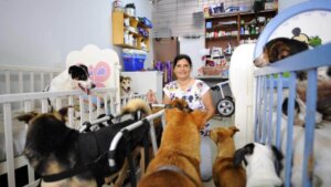 Cães deficientes: berços, cadeiras de rodas e fraldas