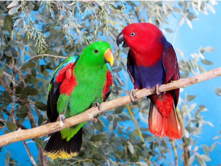 Papagaio-eclectus: habitat e características