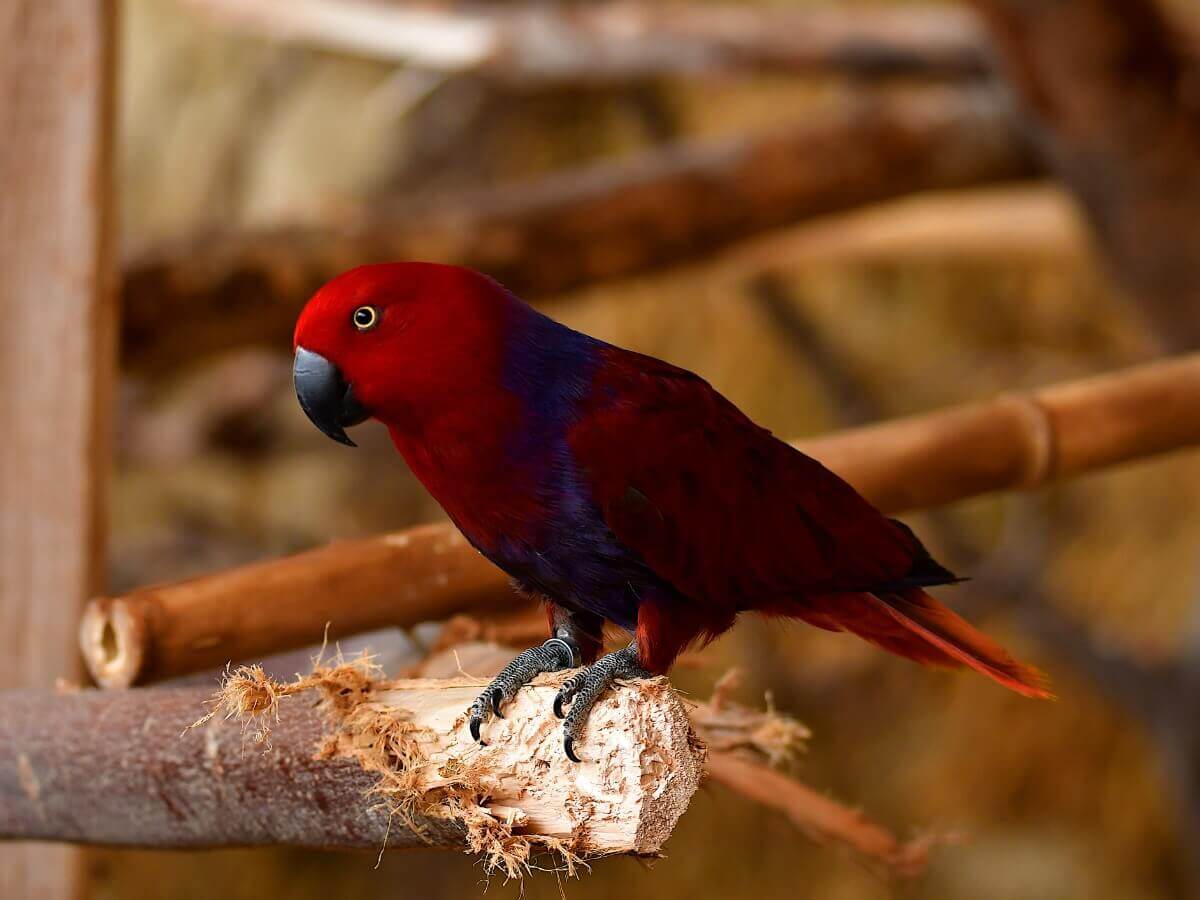 Um papagaio-eclectus empoleirado.
